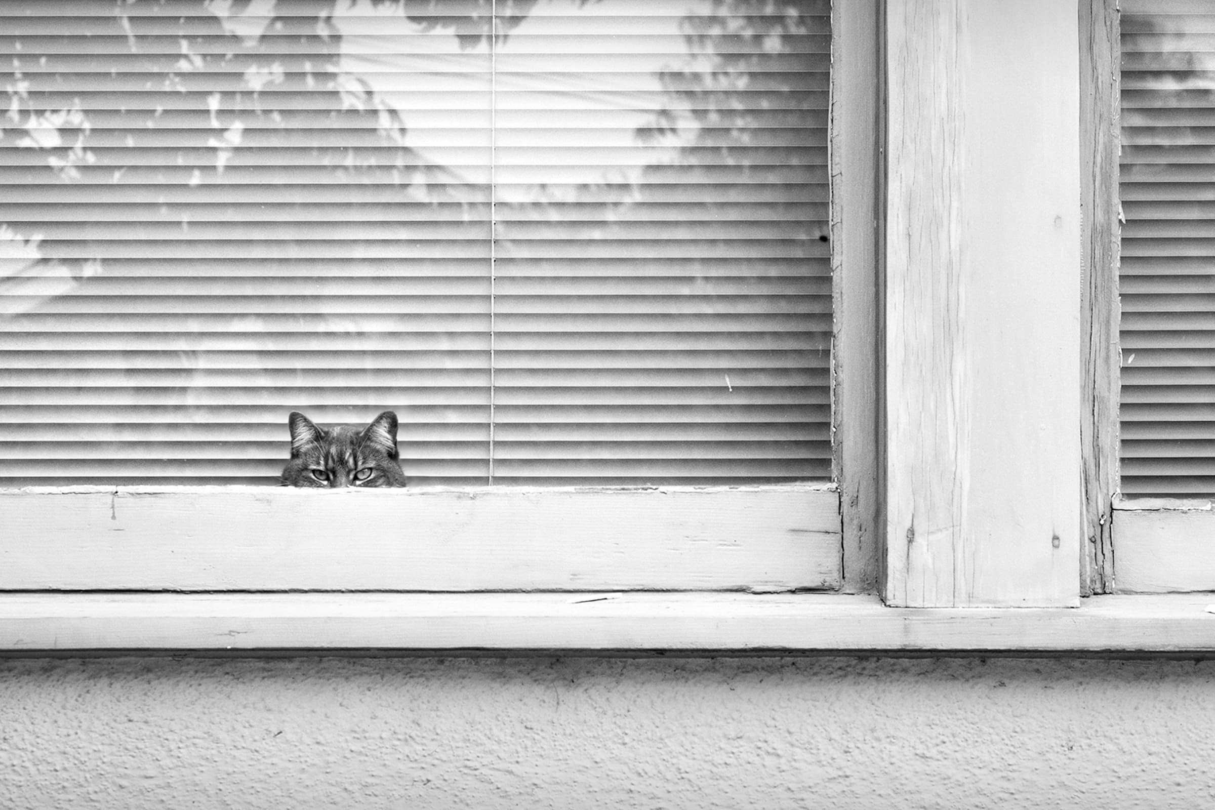 Photograph by Dianne Woods