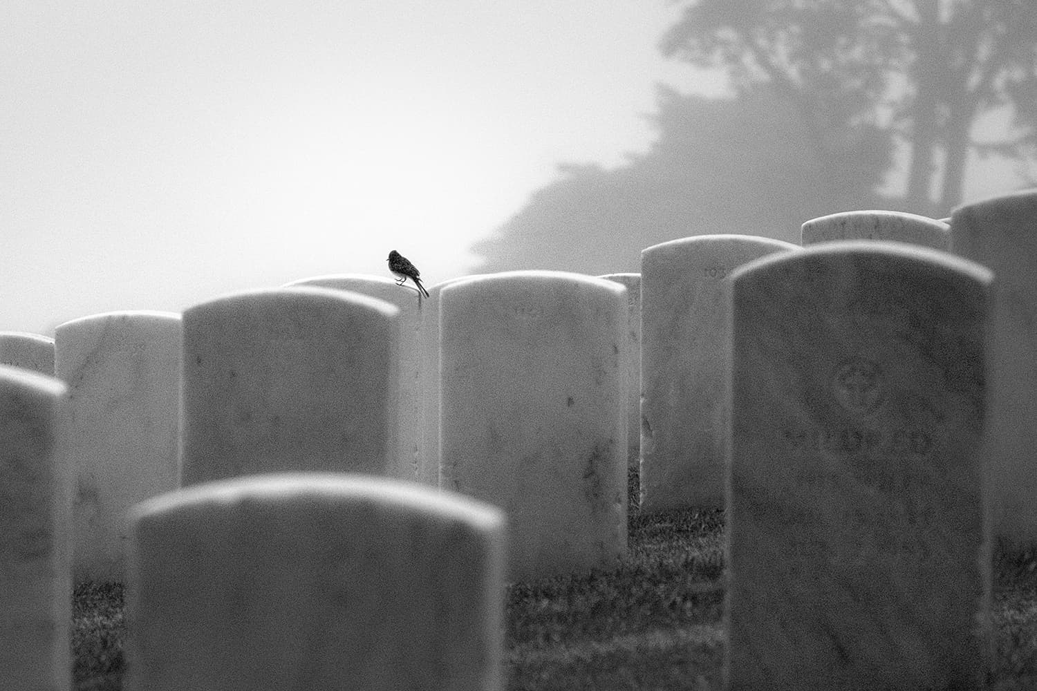 Photograph by Dianne Woods